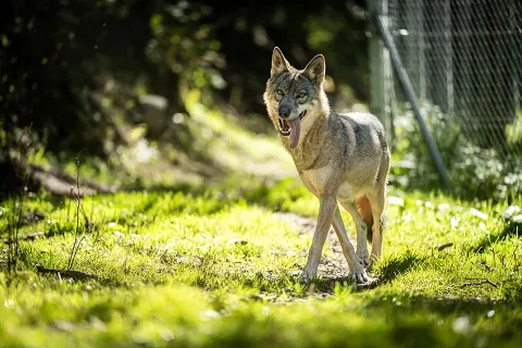 Parc Alpha Loup (photo pure montagne)