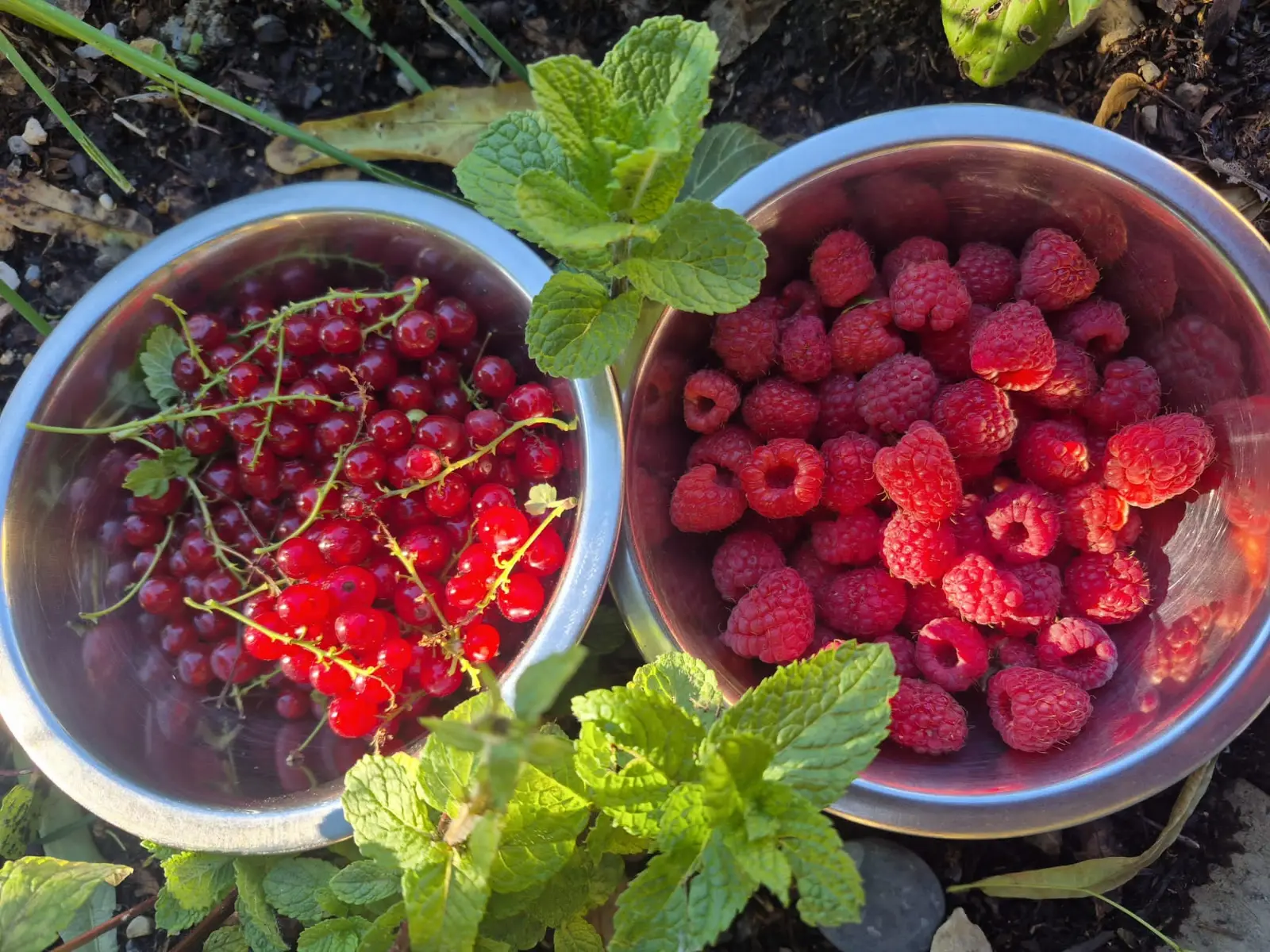 Framboises
